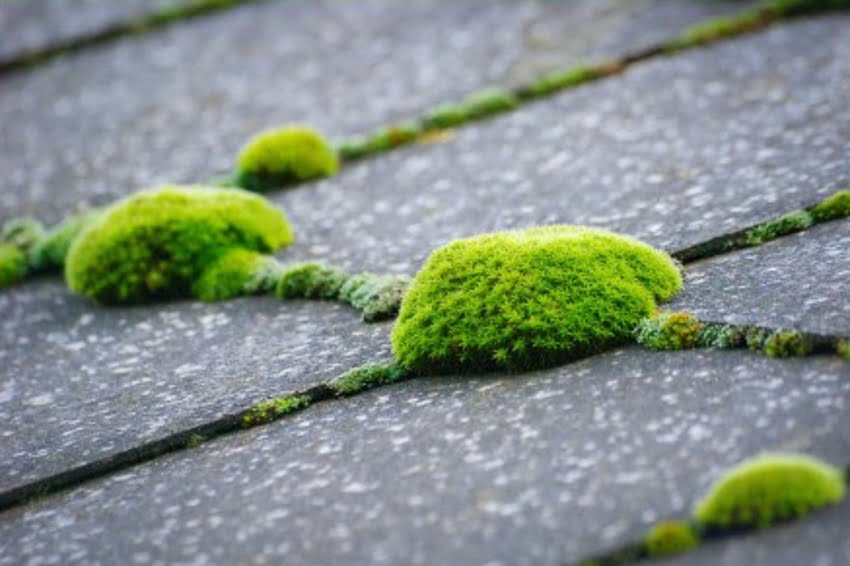 Types of Roof Damage - Moss Roof Damage